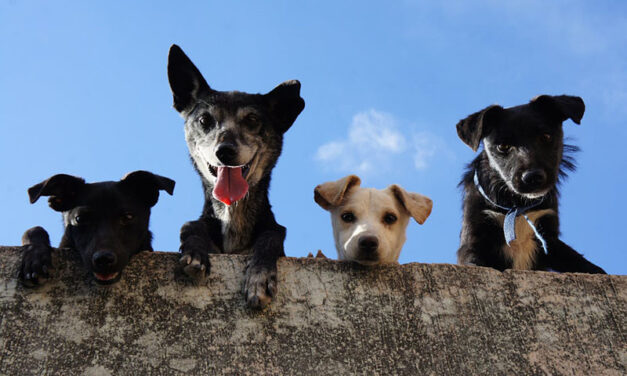 Fundraiser supports Valley rescue