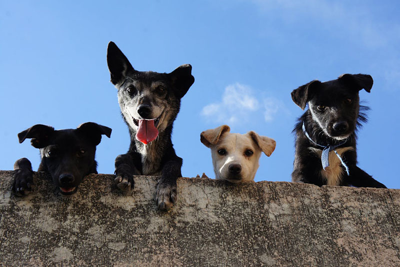 Fundraiser supports Valley rescue