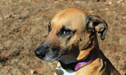 County shelters expand hours