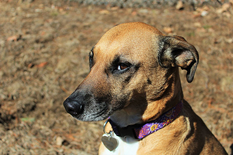 County shelters expand hours