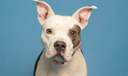 Lovely Luisa is looking for loving family