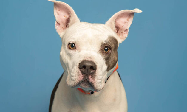 Lovely Luisa is looking for loving family