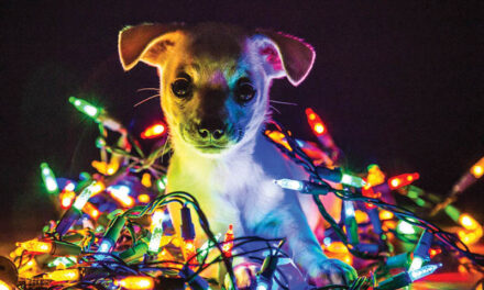 Keep pets safe during New Year’s events