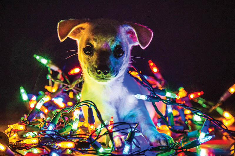 Keep pets safe during New Year’s events