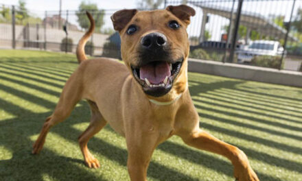 Beautiful Buddy loves adventure