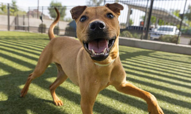 Beautiful Buddy loves adventure