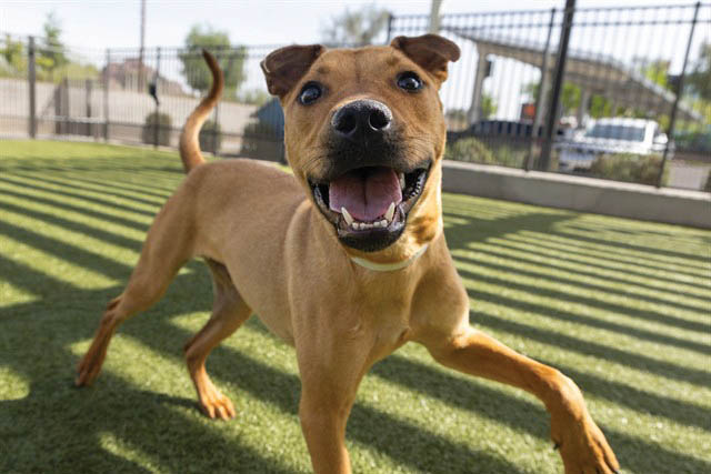 Beautiful Buddy loves adventure