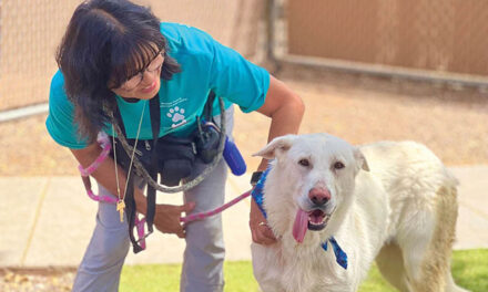 Take a shelter dog ‘around town’