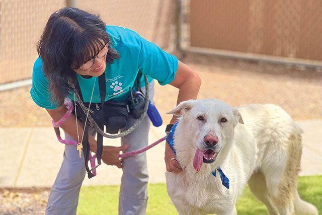 Take a shelter dog ‘around town’