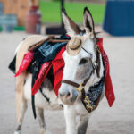 Fall event benefits local animal shelter