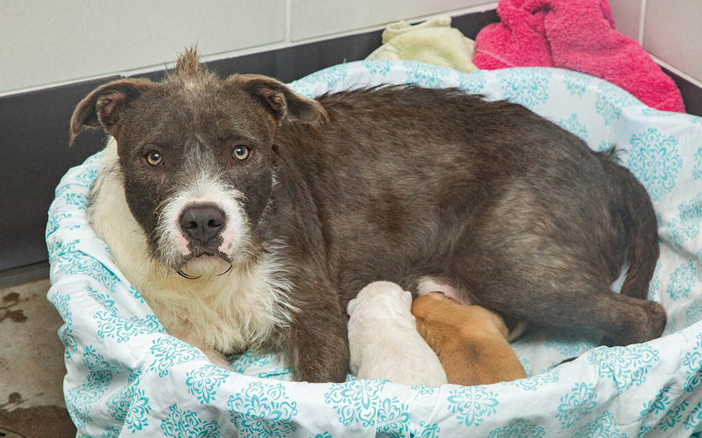 Trio of pups seek temporary respite