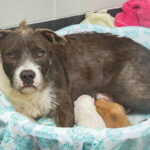 Trio of pups seek temporary respite