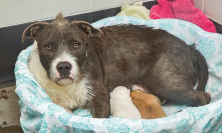 Trio of pups seek temporary respite
