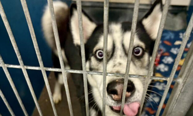 County launches shelter pet nonprofit