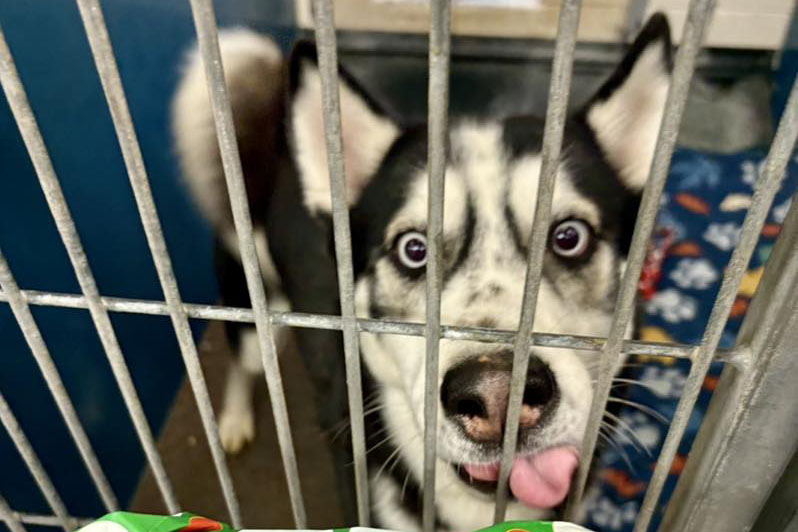 County launches shelter pet nonprofit