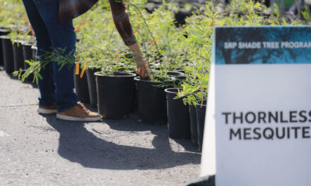 Registration open for tree workshop