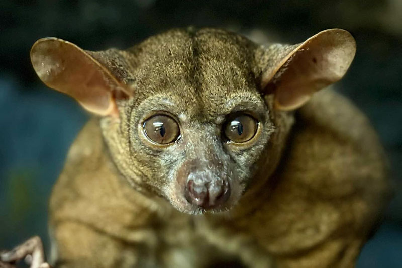 Free events bring community together