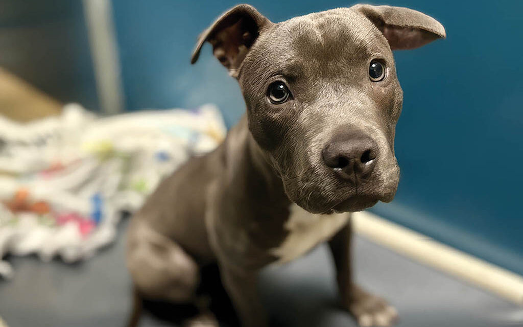 Sweet Nibbles needs a foster hero