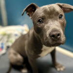 Sweet Nibbles needs a foster hero