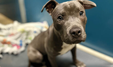 Sweet Nibbles needs a foster hero