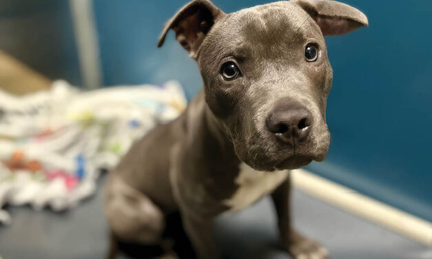 Sweet Nibbles needs a foster hero