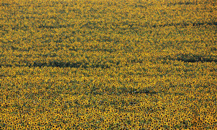 Festival celebrates Ukrainian culture