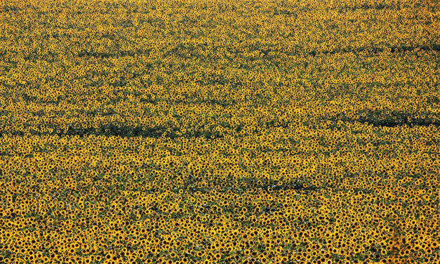 Festival celebrates Ukrainian culture