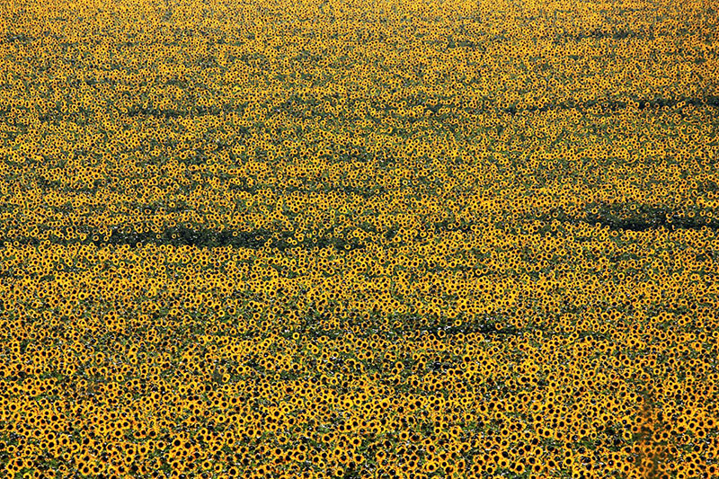 Festival celebrates Ukrainian culture