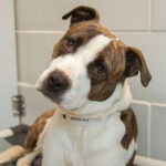 Tournament supports homeless pets