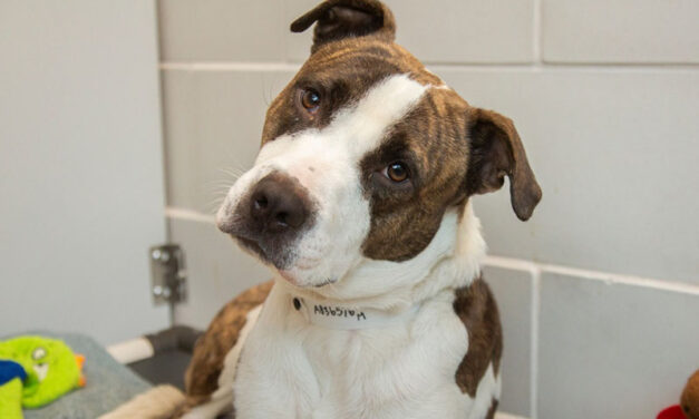 Tournament supports homeless pets