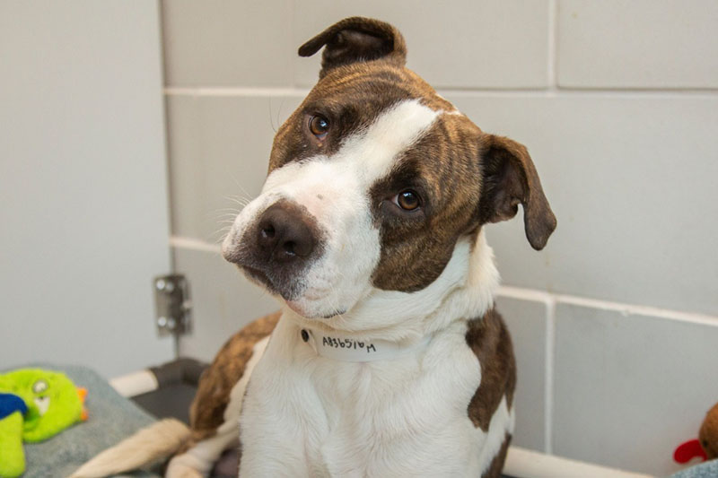 Tournament supports homeless pets