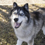 Sweet senior receives second chance