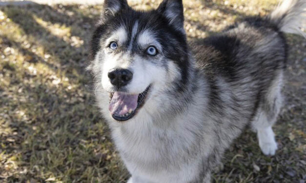 Sweet senior receives second chance