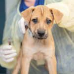 Vaccine hesitancy impacts pet population