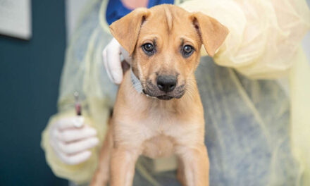 Vaccine hesitancy impacts pet population