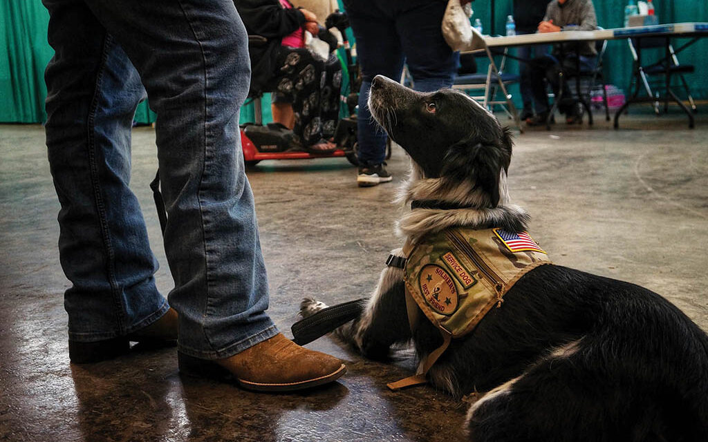 Pet Project receives grant