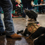 Pet Project receives grant