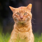 City promotes feral cat program