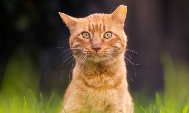 City promotes feral cat program