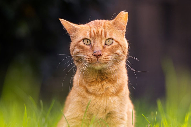 City promotes feral cat program