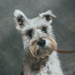 County offers pet resources