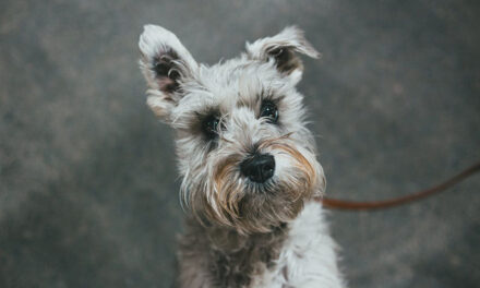 County offers pet resources