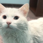 AAWL offers support and opportunities