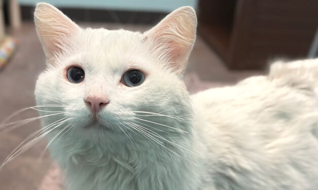 AAWL offers support and opportunities