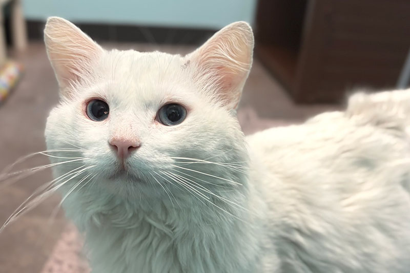 AAWL offers support and opportunities