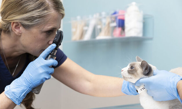 Humane Society offers vet care, more