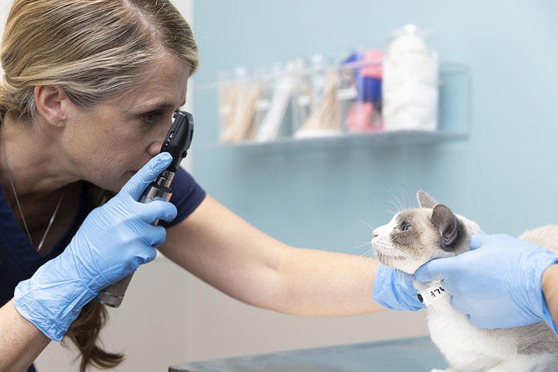 Humane Society offers vet care, more