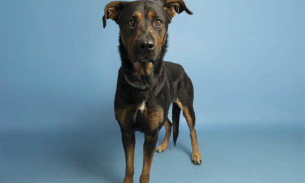 Gorgeous Sheena needs a temporary home