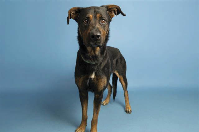 Gorgeous Sheena needs a temporary home