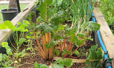 City seeks input on Food Action Plan